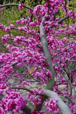 Traveller Weeping Redbud Tree - 7 Gallon Pot -Outlet The Ever Garden Store cercis canadensis travellers pink weeping redbud 5