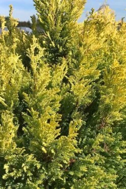 Golden Surprise Lawson Cypress - 2 Gallon Pot -Outlet The Ever Garden Store chamaecyparis lawsoniana golden surprise lawson cypress 5