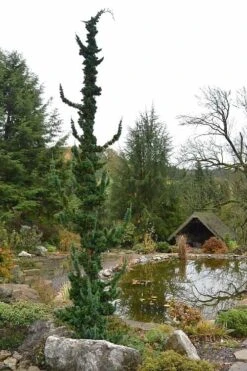 Wissel's Saguaro Lawson Cypress - 3 Gallon Pot -Outlet The Ever Garden Store chamaecyparis lawsoniani wissels saguaro cypress 4