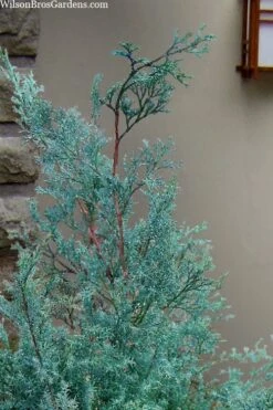 Blue Feathers Hinoki Cypress - 1 Gallon Pot -Outlet The Ever Garden Store chamaecyparis obtusa blue feathers hinoki cypress 1