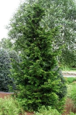Slender Hinoki Cypress - 6 Pack Of 1 Gallon Pots -Outlet The Ever Garden Store chamaecyparis obtusa gracilis slender hinoki cypress 101 1