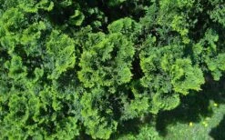 True Dwarf Hinoki Cypress (Chameacyparis Obtusa 'Nana') - 1 Gallon Pot -Outlet The Ever Garden Store chamaecyparis obtusa nana true dwarf hinoki cypress 5