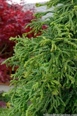Dwarf Twisted Hinoki Cypress (Chameacyparis Obtusa 'Torulosa Nana') - 3 Gallon Pot -Outlet The Ever Garden Store chamaecyparis obtusa torulosa nana 5