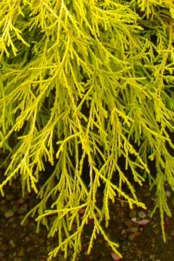 Gold Mop Threadleaf Cypress - 3 Gallon Pot -Outlet The Ever Garden Store chamaecyparis pisifera gold mop cypress 102