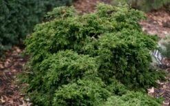 Dwarf Twisted Hinoki Cypress (Chameacyparis Obtusa 'Torulosa Nana') - 3 Gallon Pot -Outlet The Ever Garden Store chamaecyparis torulosa nana dwarf twisted hinoki cypress 6