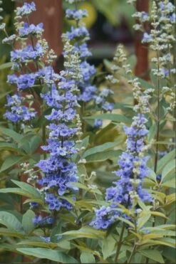 Blue Chaste Tree - Vitex Agnus-castus - 3 Gallon Pot -Outlet The Ever Garden Store chaste tree blue 103