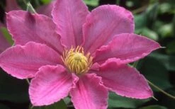 Abilene Clematis - 1 Gallon Pot -Outlet The Ever Garden Store clematis abilene 12