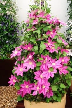 Abilene Clematis - 1 Gallon Pot -Outlet The Ever Garden Store clematis abilene 13