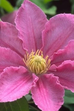 Abilene Clematis - 1 Gallon Pot -Outlet The Ever Garden Store clematis abilene 500x750 1