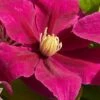 Acropolis Clematis - 1 Gallon Pot