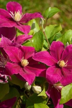 Acropolis Clematis - 1 Gallon Pot -Outlet The Ever Garden Store clematis acropolis 5