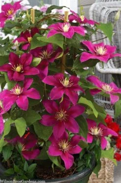 Acropolis Clematis - 1 Gallon Pot -Outlet The Ever Garden Store clematis acropolis 7