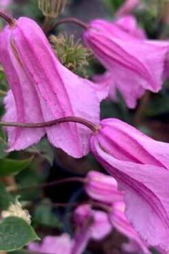 Alionushka Clematis - 1 Gallon Pot -Outlet The Ever Garden Store clematis alionushka 500x750 1