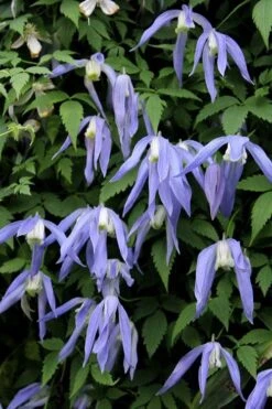 Blue Dancer Clematis - 1 Gallon Pot -Outlet The Ever Garden Store clematis alpina blue dancer 3