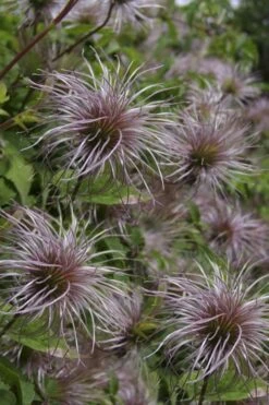 Blue Dancer Clematis - 1 Gallon Pot -Outlet The Ever Garden Store clematis alpina blue dancer 8