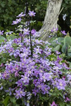 Arabella Clematis - 1 Gallon Pot 12 Arabella Clematis - 1 Gallon Pot -Outlet The Ever Garden Store clematis arabella 10