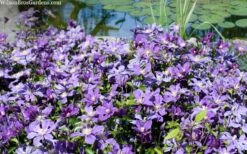 Arabella Clematis - 1 Gallon Pot 16 Arabella Clematis - 1 Gallon Pot -Outlet The Ever Garden Store clematis arabella 12