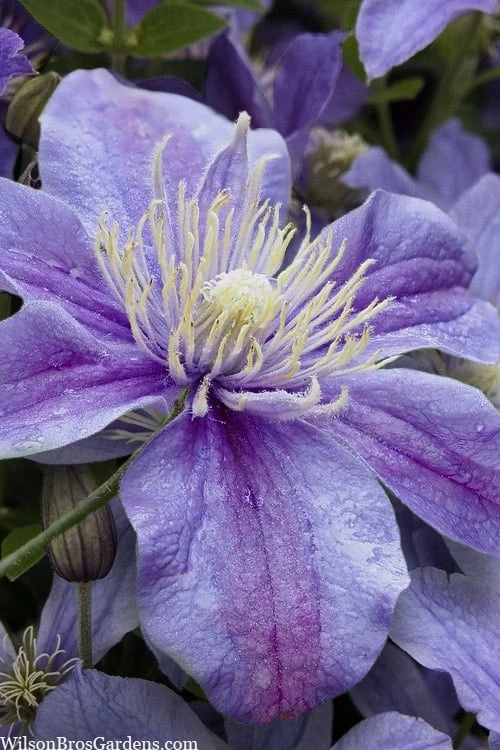 Arabella Clematis - 1 Gallon Pot 1 Arabella Clematis - 1 Gallon Pot