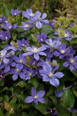 Arabella Clematis - 1 Gallon Pot 17 Arabella Clematis - 1 Gallon Pot -Outlet The Ever Garden Store clematis arabella 3