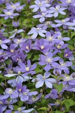 Arabella Clematis - 1 Gallon Pot 15 Arabella Clematis - 1 Gallon Pot -Outlet The Ever Garden Store clematis arabella 5