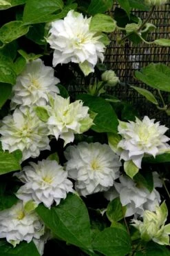 Arctic Queen Clematis - 1 Gallon Pot -Outlet The Ever Garden Store clematis arctic queen 12