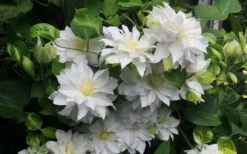 Arctic Queen Clematis - 1 Gallon Pot -Outlet The Ever Garden Store clematis arctic queen 5