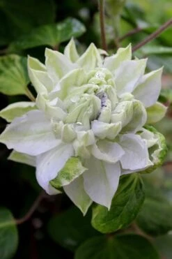 Arctic Queen Clematis - 1 Gallon Pot -Outlet The Ever Garden Store clematis arctic queen 9