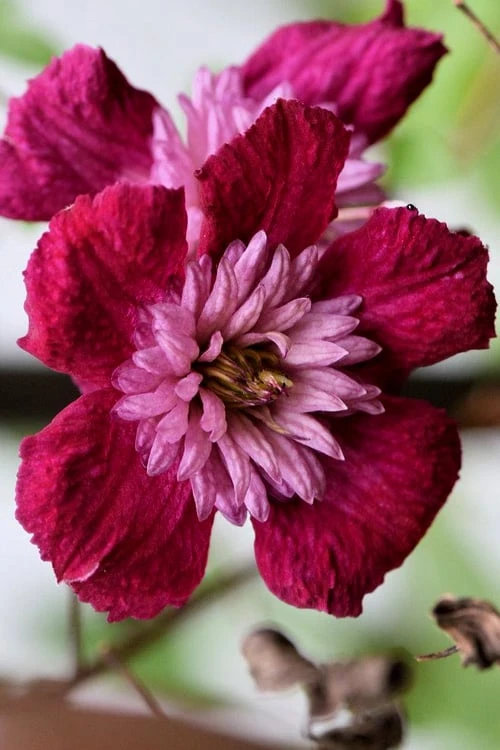 Avant-Garde Clematis - 1 Gallon Pot 1 Avant-Garde Clematis - 1 Gallon Pot