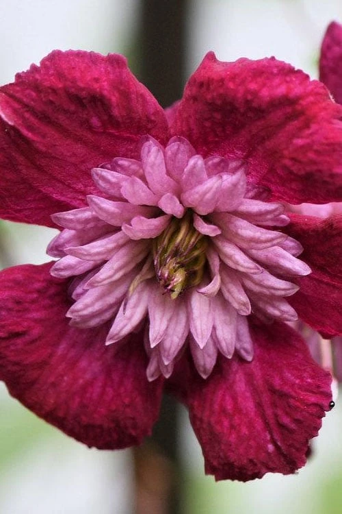 Avant-Garde Clematis - 1 Gallon Pot 6 Avant-Garde Clematis - 1 Gallon Pot - Image 6