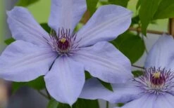 Bernadine Clematis - 1 Gallon Pot -Outlet The Ever Garden Store clematis bernadine 1