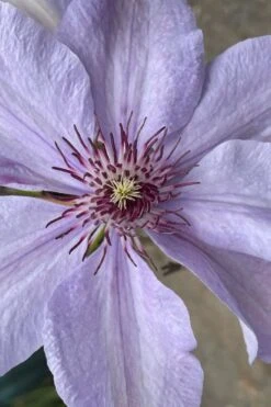 Bernadine Clematis - 1 Gallon Pot -Outlet The Ever Garden Store clematis bernadine 8