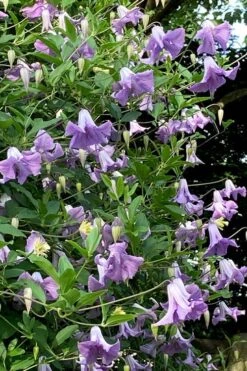 Betty Corning Clematis - 1 Gallon Pot -Outlet The Ever Garden Store clematis betty corning 2