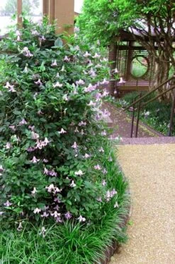 Betty Corning Clematis - 1 Gallon Pot -Outlet The Ever Garden Store clematis betty corning 6