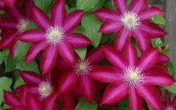 Bourbon Clematis - 1 Gallon Pot -Outlet The Ever Garden Store clematis bourbon 4