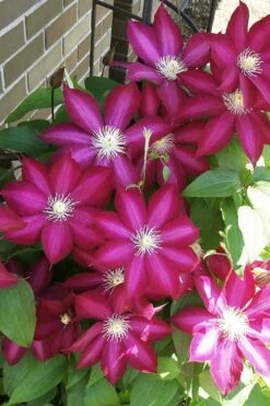Bourbon Clematis - 1 Gallon Pot -Outlet The Ever Garden Store clematis bourbon 8