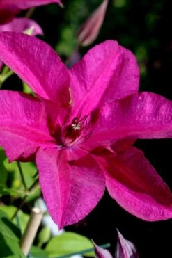 Cardinal Wyszynski Clematis - 1 Gallon Pot -Outlet The Ever Garden Store clematis cardinal wyszynski 10