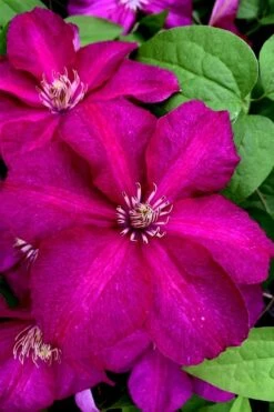 Cardinal Wyszynski Clematis - 1 Gallon Pot -Outlet The Ever Garden Store clematis cardinal wyszynski 11