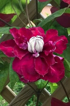 Charmaine Clematis - 1 Gallon Pot -Outlet The Ever Garden Store clematis charmaine 1