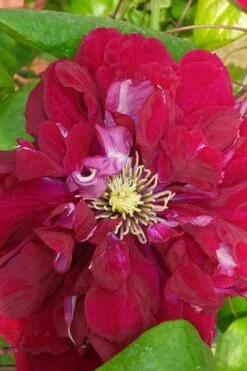 Charmaine Clematis - 1 Gallon Pot -Outlet The Ever Garden Store clematis charmaine 500x750 1