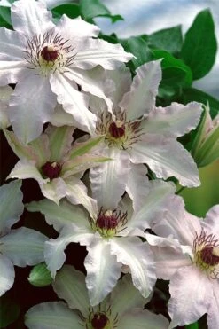 Clair De Lune Clematis - 1 Gallon Pot -Outlet The Ever Garden Store clematis clair de june 2
