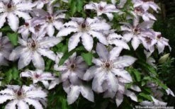 Clair De Lune Clematis - 1 Gallon Pot -Outlet The Ever Garden Store clematis clair de june 4