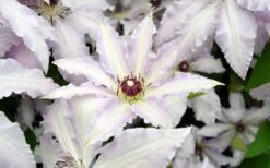 Clair De Lune Clematis - 1 Gallon Pot -Outlet The Ever Garden Store clematis clair de june 6