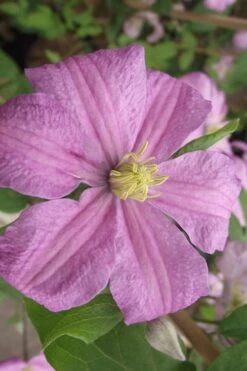Comtesse De Bouchaud Clematis - 1 Gallon Pot -Outlet The Ever Garden Store clematis comtesse de bouchaud 2