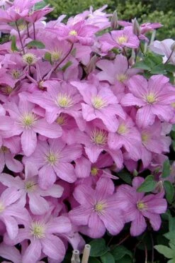 Comtesse De Bouchaud Clematis - 1 Gallon Pot -Outlet The Ever Garden Store clematis comtesse de bouchaud 3