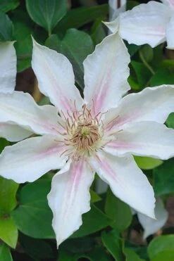 Corinne Clematis - 1 Gallon Pot -Outlet The Ever Garden Store clematis corinne 14