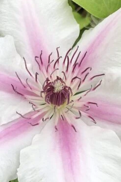 Corinne Clematis - 1 Gallon Pot -Outlet The Ever Garden Store clematis corinne 15