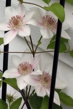 Corinne Clematis - 1 Gallon Pot -Outlet The Ever Garden Store clematis corinne 17