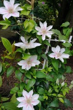 Corinne Clematis - 1 Gallon Pot -Outlet The Ever Garden Store clematis corinne 18