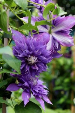 Diamantina Clematis - 1 Gallon Pot -Outlet The Ever Garden Store clematis diamantina 1