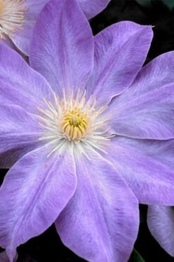 Diana's Delight Clematis - 1 Gallon Pot -Outlet The Ever Garden Store clematis dianas delight 1